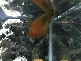 Gourami Scaring Me