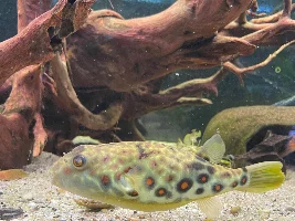 Cross River Puffer