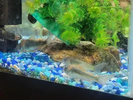 Corydoras aeneus Fry