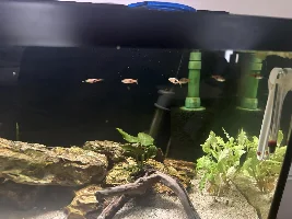 New rasboras!!!