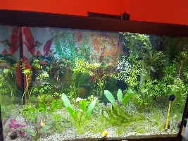 The life of a 20 gallon Quarantine Tank
