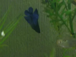 Another New Girl