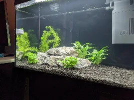 First Tank Help needed please