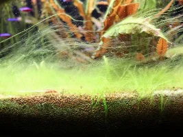 Help With Hair Algae