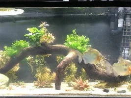 Planted silver dollar tank experiment