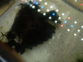 Bronze cories spawned!!