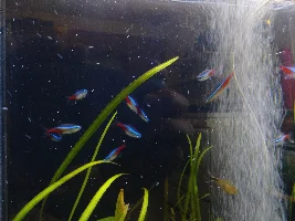 55 gallon livestock ADVICE N TIPS