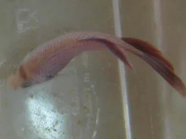 Tancho Betta