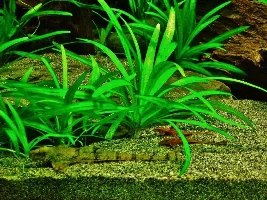 Newbie To Tropical Fish