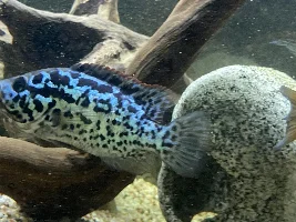 Cuban cichlids sexing