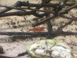 Shrimp photos
