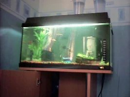 this is ym fish tank u like it