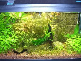 Sophos9 - Planted Tank Journal