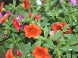 The backyard is blooming...