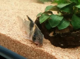 Flukes or Fungus?