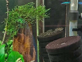 Skittish Pygmy Cories?