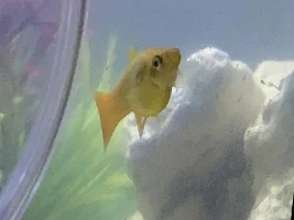 Is my Platy pregnant? NEWBIE