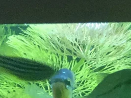 White spot appeared on Pearl Gourami’s head