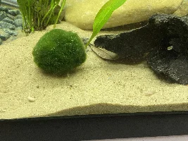 Type of sand for corydoras ?
