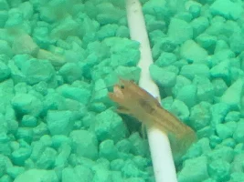 Can aquarium critters actually be “playful”???
