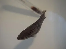 Sick Female Better Fish