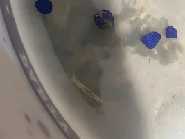 Thing found in tank