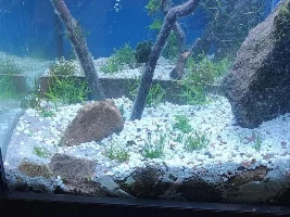 Hi. Ideas wanted for new tank