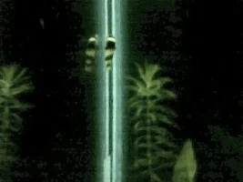 Oddballs & Predators
