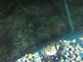 Tank help