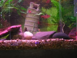 NO FLASH!!!