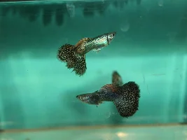Dumbo dragon guppies