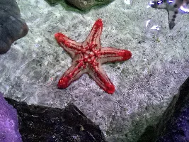 I went to aquarium today (pictures)