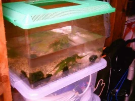 Tanks Update