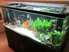 Entries For The January 2012 Tank Of The Month Competition