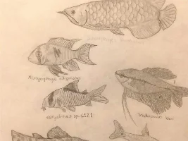 Juice’s Fish art