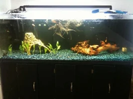 My New (First) 180Gallon Tank