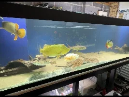 New Freshwater Predator Tank