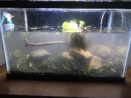10g Badis and Firefrog Palace