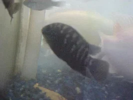 semper fi's fish