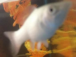 Is My White Molly Pregnant?