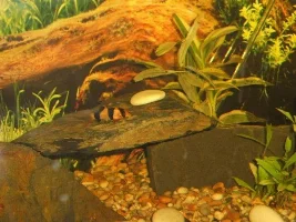 had to remove bogwood but ...