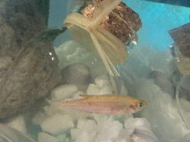 Red streaks on danios