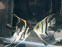 Help with Angelfish fry
