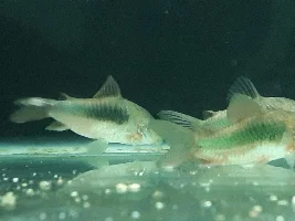 Help with white growth (not ich) on cory fins