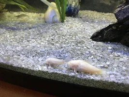 Another one bites the dust :(