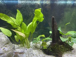 New tank advice