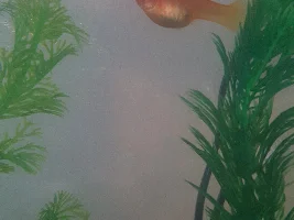 How long till she will give birth