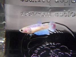The last thing I needed was more bettas....