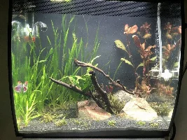 Strange fish behavior