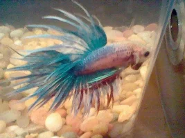 Breeding Quality Marble Ct